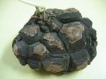 Dioscorea Elephantipes